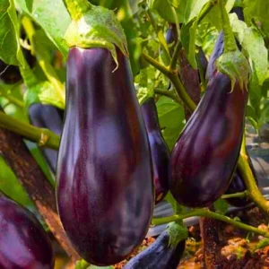 Agroseeds Queen Rani 20 F1 Hybrid Brinjal Seeds Organic Vegetable Seeds (129 Pis)