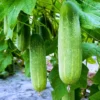 Agroseeds Sark F1 Hybrid Cucumber Seeds 129 Pis