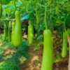 Agroseeds Rekha F1 Hybrid Bottel Gourd Seeds 129 Pis