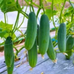 Agroseeds M82B F1 Hybrid Cucumber Seeds 129 Pis