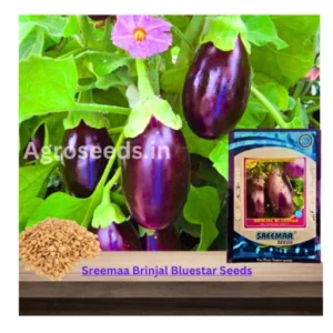 Sreemaa Brinjal Bluestar Seeds