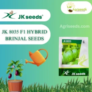 New JK 8035 F1 Hybrid Brinjal Organic Vegetable Seeds