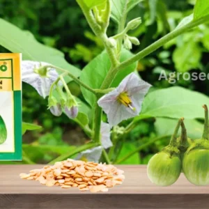 Sungro SBJH 5005 F1 Hybrid Brinjal Seeds