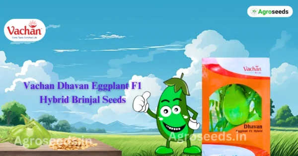 New Vachan Dhavan Eggplant F1 Hybrid Brinjal Vegetable Seeds