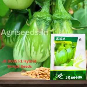 JK 8035 F1 Hybrid Brinjal Seeds